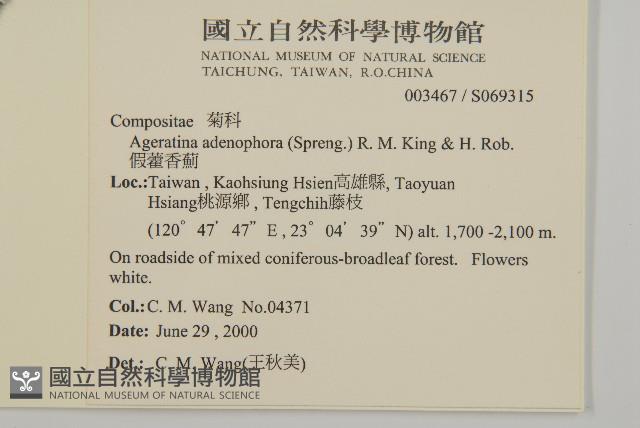 假藿香薊藏品圖，第2張