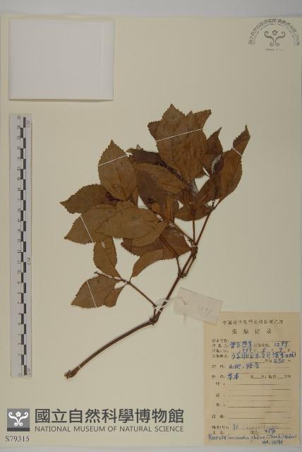 草珊瑚、紅果金粟蘭藏品圖，第1張