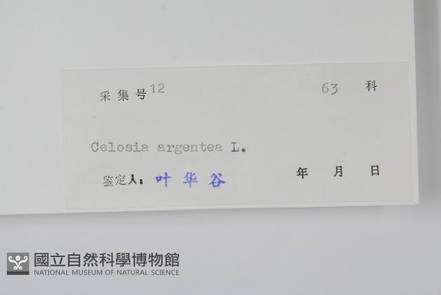 青葙藏品圖，第2張