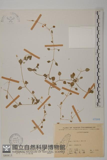 阿里山繁縷藏品圖，第1張