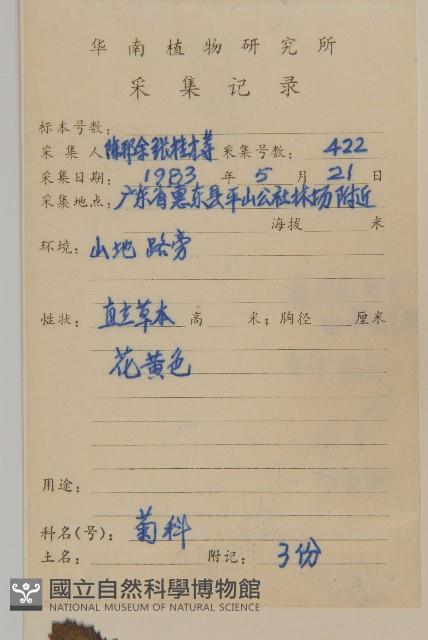 裂葉艾納香藏品圖，第2張