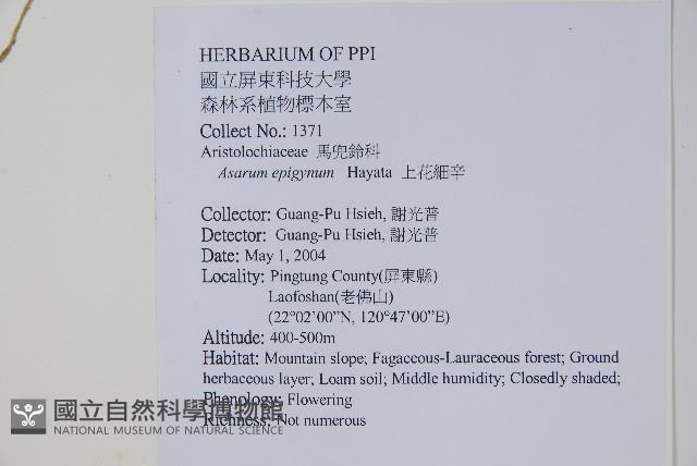 上花細辛藏品圖，第2張