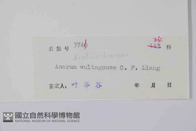 五嶺細辛藏品圖，第2張