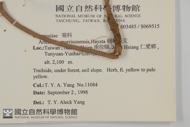 細葉山艾藏品圖，第2張