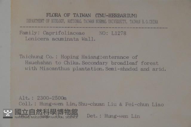 阿里山忍冬、漸尖葉忍冬藏品圖，第2張
