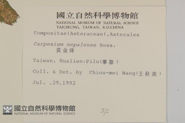 黃金珠藏品圖，第2張