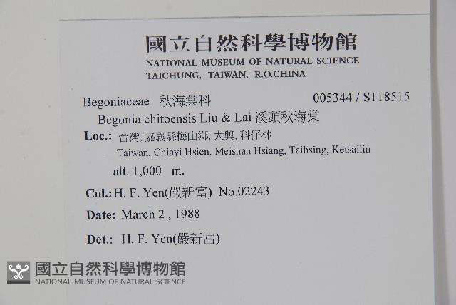 溪頭秋海棠藏品圖，第2張