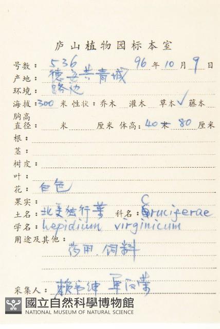 獨行菜藏品圖，第2張