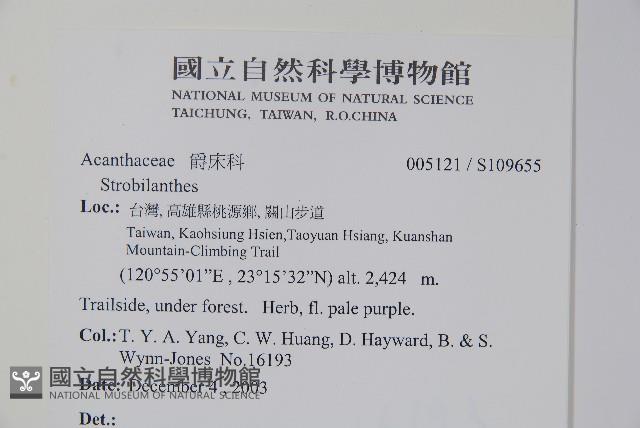 曲莖馬藍藏品圖，第2張