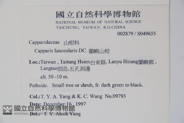 蘭嶼山柑藏品圖，第2張