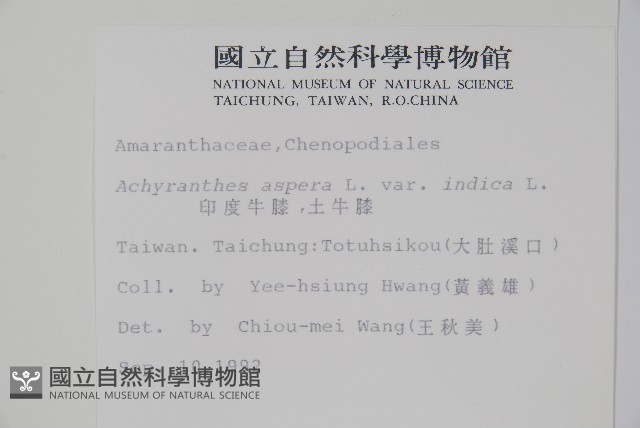 印度牛膝、土牛藤藏品圖，第2張