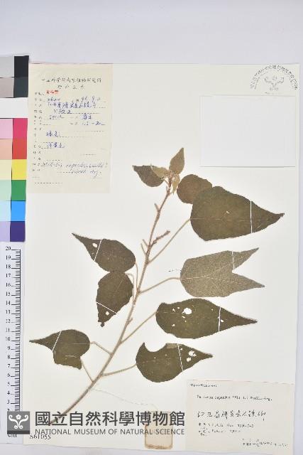 扛香藤藏品圖，第1張