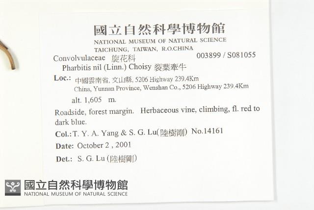 裂葉牽牛藏品圖，第2張