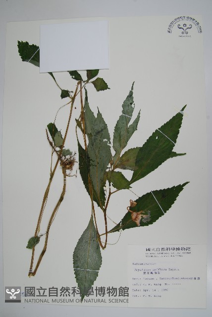 紫花鳳仙花藏品圖，第1張
