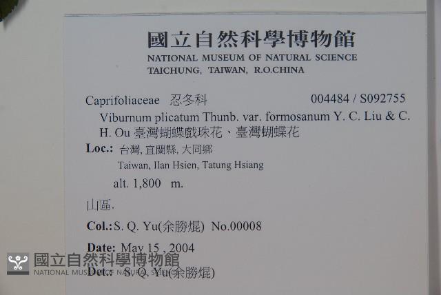 臺灣蝴蝶戲珠花、臺灣蝴蝶花藏品圖，第2張