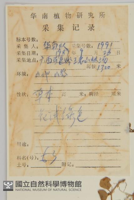 荷蓮豆藏品圖，第2張