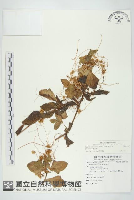 平原菟絲子藏品圖，第1張