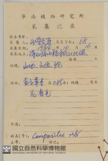 魚眼菊藏品圖，第2張