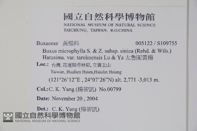 太魯閣黃楊藏品圖，第2張