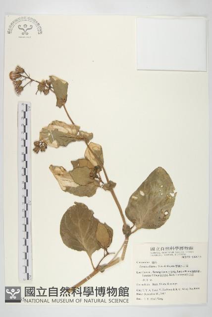 蘭嶼木耳菜藏品圖，第1張