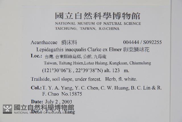 卵葉鱗球花藏品圖，第2張