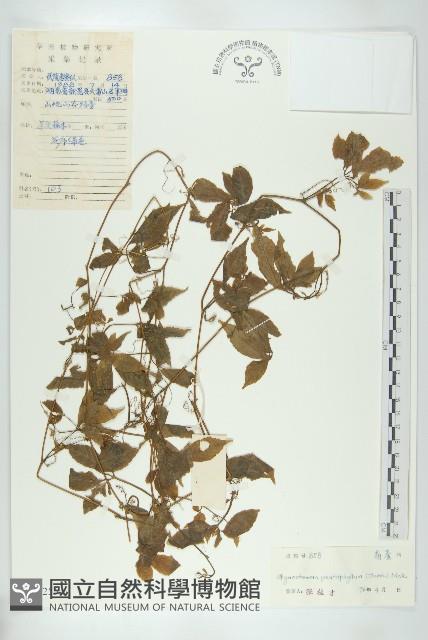 絞股藍藏品圖，第1張