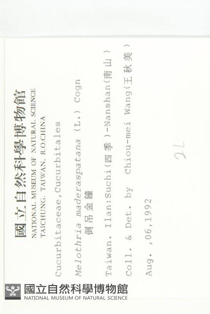 倒吊金鐘、天花藏品圖，第2張