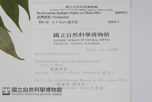臺灣樹參藏品圖，第2張