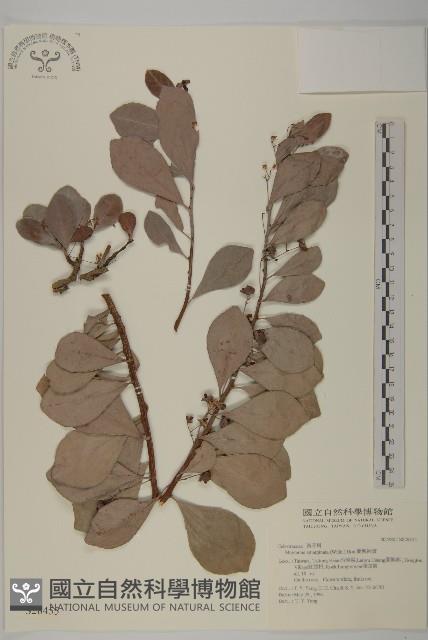 蘭嶼裸實藏品圖，第1張