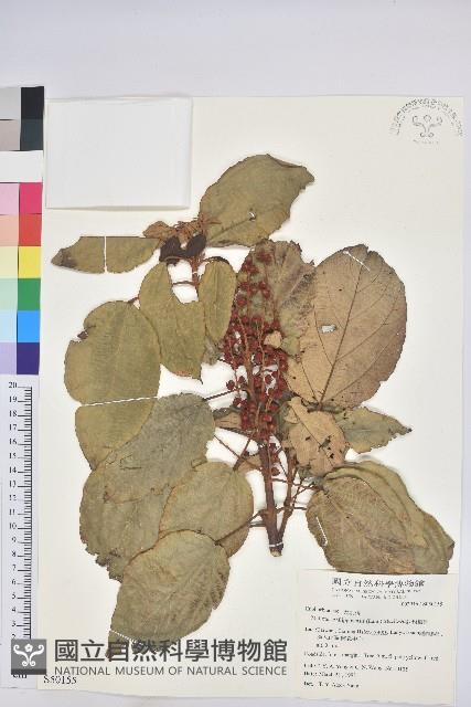 粗糠柴藏品圖，第1張