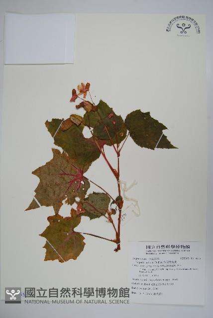 裂葉秋海棠藏品圖，第1張