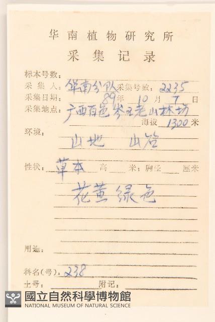 秋鼠麴草藏品圖，第2張