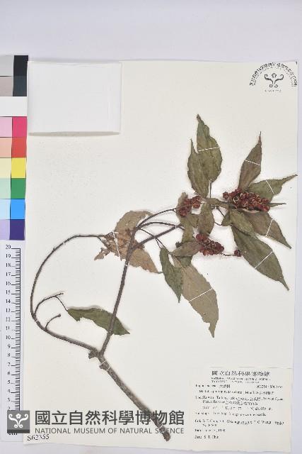 粗糠柴藏品圖，第1張