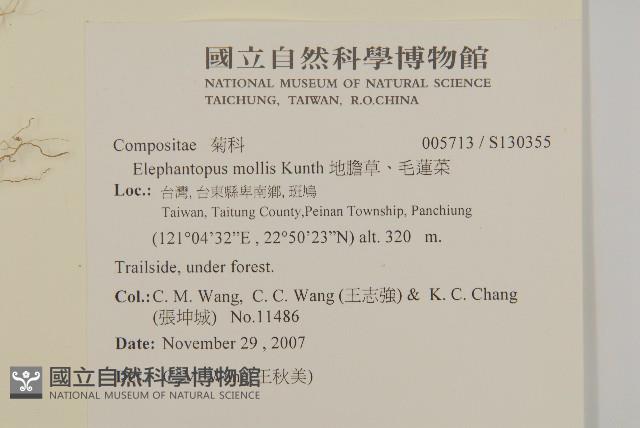 地膽草、毛蓮菜藏品圖，第2張