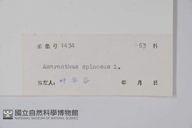 刺莧藏品圖，第2張