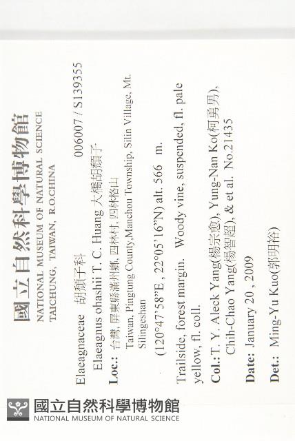 大橋胡頹子藏品圖，第2張