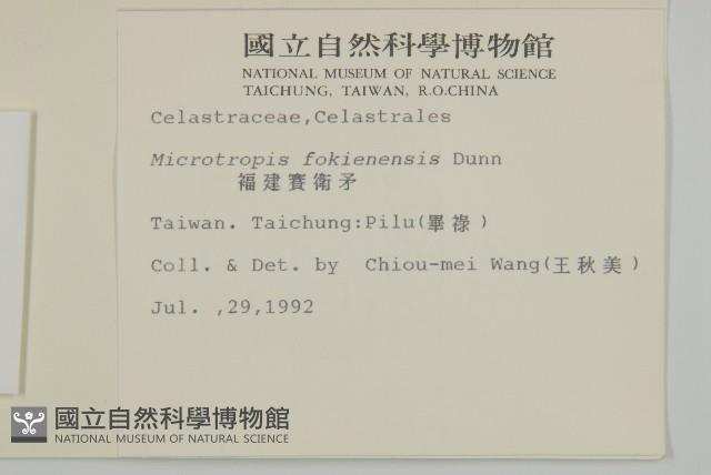 福建賽衛矛、福建假衛矛藏品圖，第1張