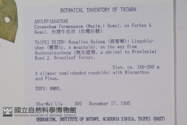臺灣牛皮消、臺灣白薇藏品圖，第2張