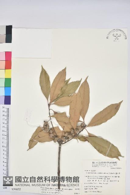 三斗石櫟藏品圖，第1張