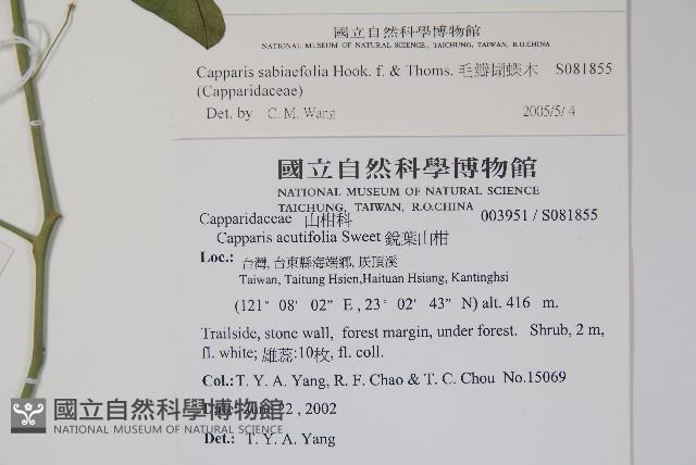 毛瓣蝴蝶木藏品圖，第2張