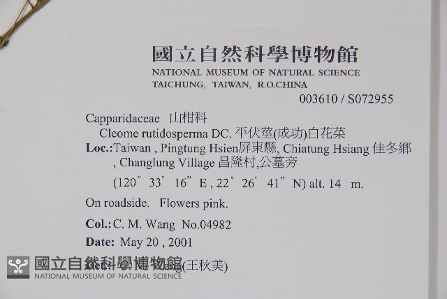 平伏莖白花菜、成功白花菜藏品圖，第2張