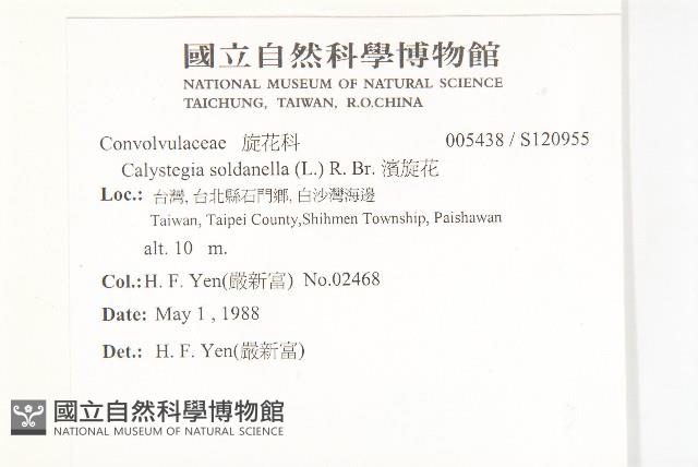 濱旋花藏品圖，第2張