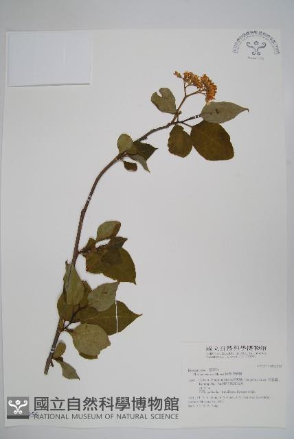 恆春厚殼樹藏品圖，第1張