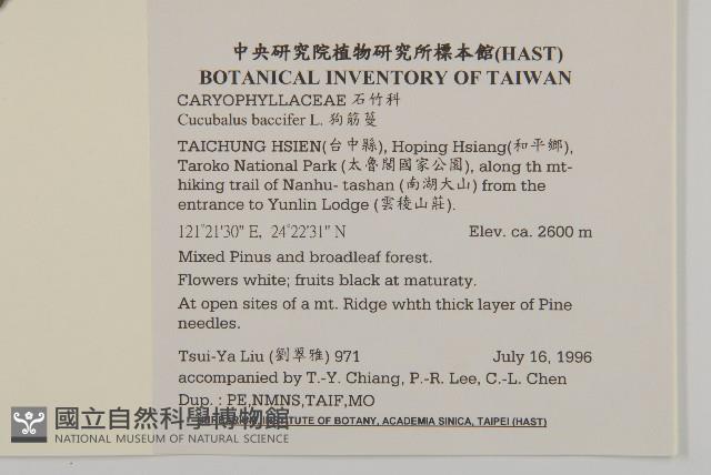 狗筋蔓藏品圖，第2張