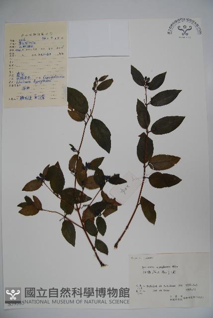 裡白忍冬、紅腺忍冬藏品圖，第1張