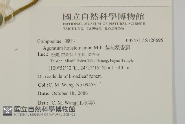 紫花霍香薊藏品圖，第2張