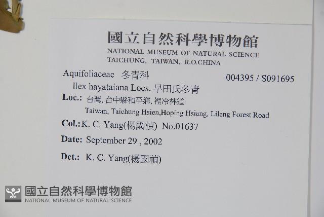 早田氏冬青藏品圖，第2張