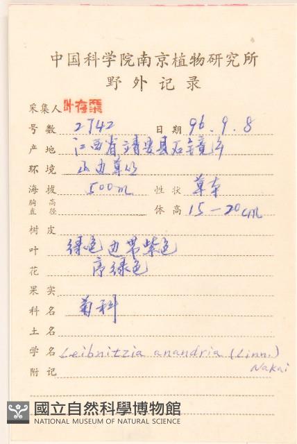 大丁草藏品圖，第2張