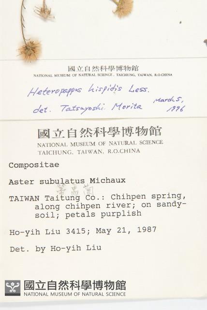 狗娃花藏品圖，第2張