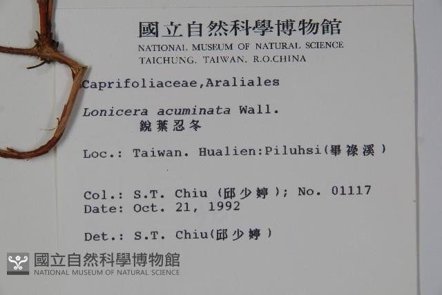 阿里山忍冬、漸尖葉忍冬藏品圖，第2張